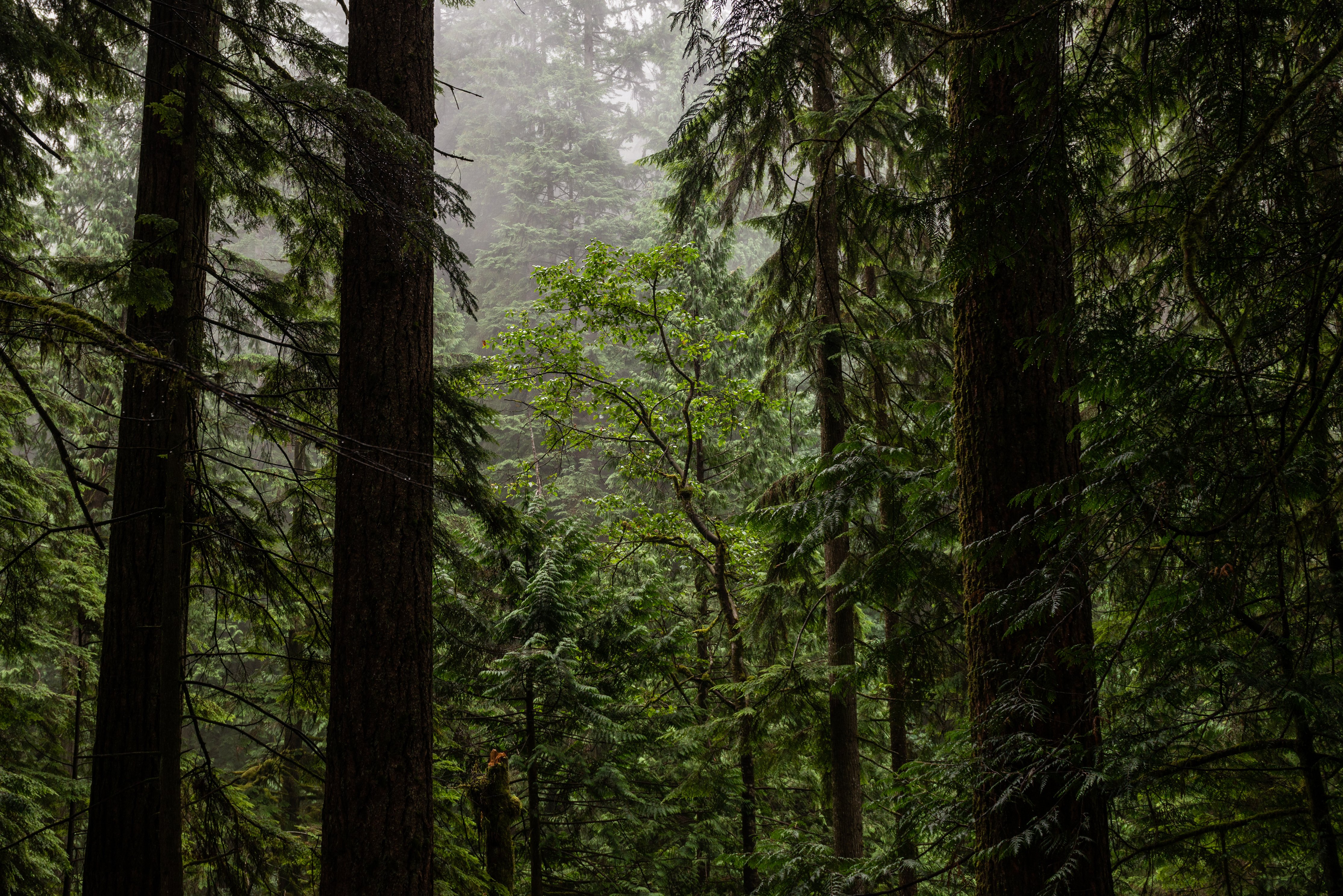 towering-trees-in-misty-forest